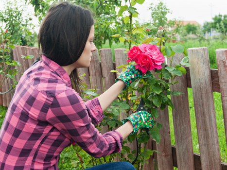 Trimmed hedges showcasing seasonal maintenance