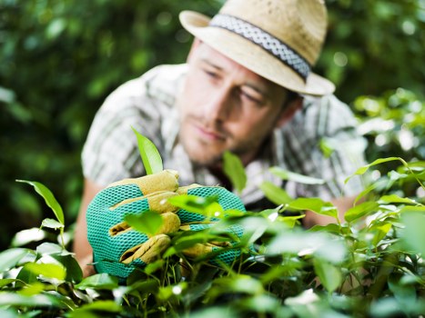 A gardener wearing a straw hat and green gardening gloves is carefully tending to a neatly maintained hedge in an outdoor garden setting. The hedge consists of dense, healthy green foliage, with some branches extending outward, indicating active trimming or pruning. Behind the hedge, a paved pathway or patio can be partially seen, suggesting a landscaped yard or front garden environment typical of Richmond. The background is lush with leafy trees and shrubs, providing shade and a vibrant natural backdrop. The scene is illuminated by natural daylight, with soft sunlight filtering through the trees, highlighting the vibrant green tones of the plants. The gardener's focused expression and the careful handling of the hedge imply attentive care and maintenance, aligning with professional gardening services offered in the Richmond area by Gardening Services Richmond. The overall image conveys a well-kept outdoor space, suitable for a detailed description supporting local gardening and landscaping services, emphasizing plant health, pruning, and outdoor garden upkeep.